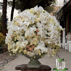 جام گل نفس سفید